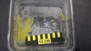 Media type: image;   Invertebrate Zoology 153113 Description: live specimen;